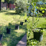 La Comuna 9 realizó plantaciones en Parque Avellaneda