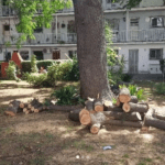 Mantenimiento del arbolado público en el barrio Los Perales